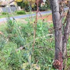 Lactuca serriola at Hackett, ACT - 28 Apr 2024