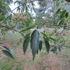 Celtis australis (Nettle Tree) at Hackett, ACT - 28 Apr 2024 by abread111