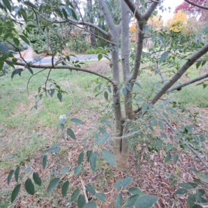 Celtis australis at Hackett, ACT - 28 Apr 2024