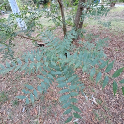 Fraxinus angustifolia subsp. angustifolia (Desert Ash) at Hackett, ACT - 28 Apr 2024 by abread111