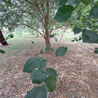 Ulmus procera (English Elm) at Hackett, ACT - 28 Apr 2024 by abread111