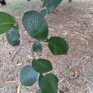 Ulmus procera at Hackett, ACT - 28 Apr 2024