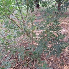 Fraxinus angustifolia subsp. angustifolia (Desert Ash) at Hackett, ACT - 28 Apr 2024 by abread111