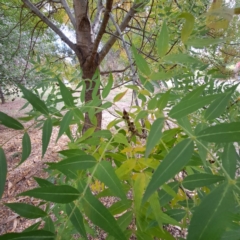 Fraxinus angustifolia subsp. angustifolia at Hackett, ACT - 28 Apr 2024