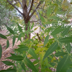 Fraxinus angustifolia subsp. angustifolia at Hackett, ACT - 28 Apr 2024