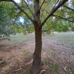 Fraxinus angustifolia subsp. angustifolia at Hackett, ACT - 28 Apr 2024 01:49 PM