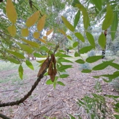 Fraxinus angustifolia subsp. angustifolia at Hackett, ACT - 28 Apr 2024 01:49 PM