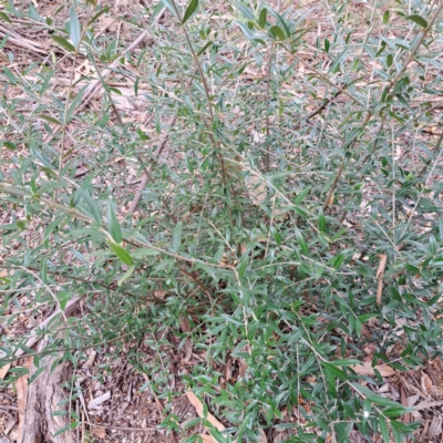 Olea europaea subsp. cuspidata (African Olive) at Hackett, ACT - 28 Apr 2024 by abread111