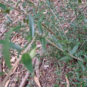 Olea europaea subsp. cuspidata at Hackett, ACT - 28 Apr 2024