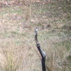 Microeca fascinans (Jacky Winter) at Mount Adrah, NSW - 12 Apr 2024 by Darcy
