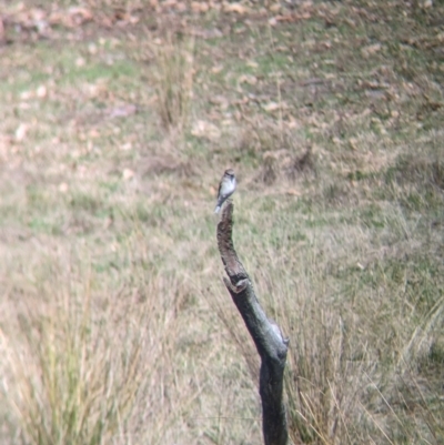 Microeca fascinans (Jacky Winter) at Mount Adrah, NSW - 12 Apr 2024 by Darcy