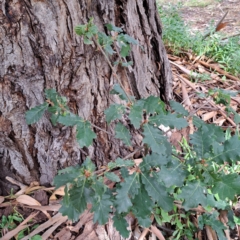 Quercus robur (English Oak) at Watson, ACT - 28 Apr 2024 by abread111