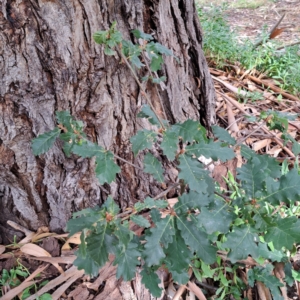 Quercus robur at Watson, ACT - 28 Apr 2024 01:43 PM