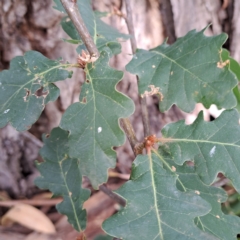 Quercus robur at Watson, ACT - 28 Apr 2024 01:43 PM