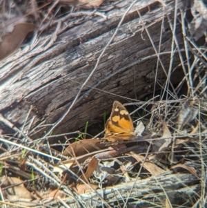 Heteronympha merope at Tarcutta, NSW - 12 Apr 2024