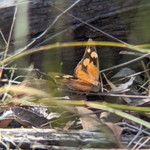 Heteronympha merope at Tarcutta, NSW - 12 Apr 2024