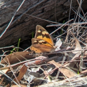 Heteronympha merope at Tarcutta, NSW - 12 Apr 2024