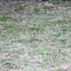 Acanthiza chrysorrhoa (Yellow-rumped Thornbill) at Albury - 16 Apr 2024 by Darcy