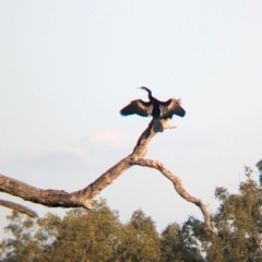 Anhinga novaehollandiae (Australasian Darter) at Splitters Creek, NSW - 16 Apr 2024 by Darcy