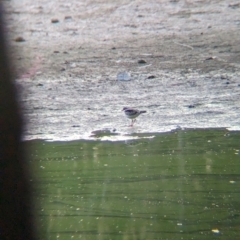 Charadrius melanops (Black-fronted Dotterel) at Splitters Creek, NSW - 16 Apr 2024 by Darcy