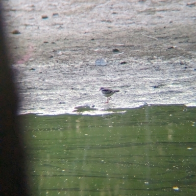 Charadrius melanops (Black-fronted Dotterel) at Splitters Creek, NSW - 16 Apr 2024 by Darcy