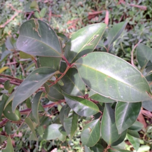 Photinia robusta at Watson, ACT - 28 Apr 2024