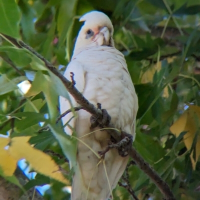 Cacatua sanguinea (Little Corella) at Colac Colac, VIC - 20 Apr 2024 by Darcy