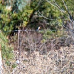 Petroica phoenicea (Flame Robin) at Tintaldra, VIC - 20 Apr 2024 by Darcy