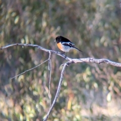 Petroica boodang (Scarlet Robin) at Thurgoona, NSW - 24 Apr 2024 by Darcy