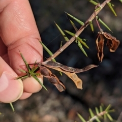 Acacia ulicifolia (Prickly Moses) at Chiltern, VIC - 25 Apr 2024 by Darcy
