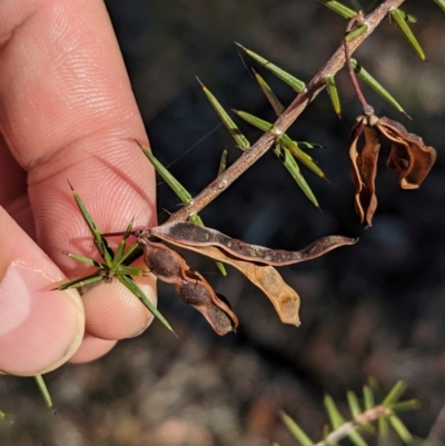 Acacia ulicifolia (Prickly Moses) at Chiltern, VIC - 24 Apr 2024 by Darcy