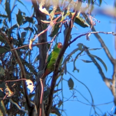 Lathamus discolor (Swift Parrot) at Chiltern, VIC - 25 Apr 2024 by Darcy
