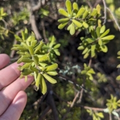 Persoonia rigida (Hairy Geebung) at Indigo Valley, VIC - 25 Apr 2024 by Darcy