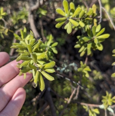 Persoonia rigida (Hairy Geebung) at Indigo Valley, VIC - 25 Apr 2024 by Darcy