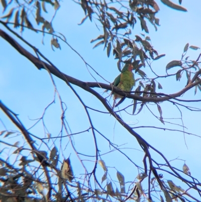 Lathamus discolor (Swift Parrot) at Chiltern, VIC - 28 Apr 2024 by Darcy