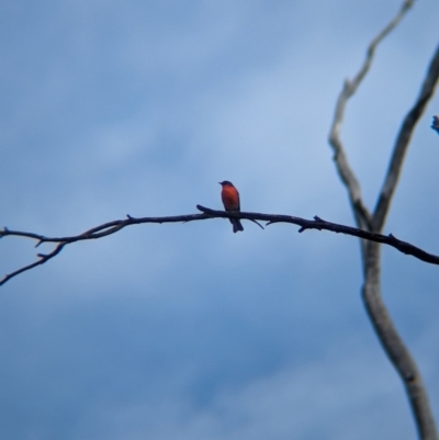 Petroica phoenicea (Flame Robin) at Chiltern, VIC - 28 Apr 2024 by Darcy