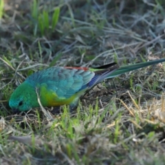 Psephotus haematonotus (Red-rumped Parrot) at Reservoir Hill, Lawson - 25 Apr 2024 by TimL