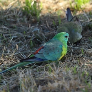 Psephotus haematonotus at Reservoir Hill, Lawson - 25 Apr 2024