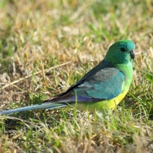 Psephotus haematonotus at Reservoir Hill, Lawson - 25 Apr 2024