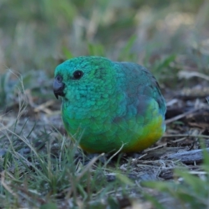 Psephotus haematonotus at Reservoir Hill, Lawson - 25 Apr 2024