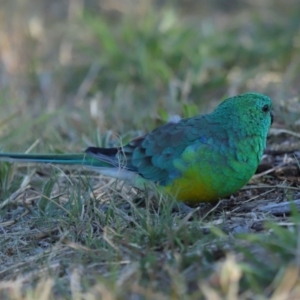 Psephotus haematonotus at Reservoir Hill, Lawson - 25 Apr 2024