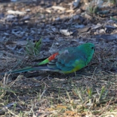 Psephotus haematonotus at Reservoir Hill, Lawson - 25 Apr 2024