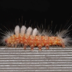 Orgyia anartoides (Painted Apple Moth) at Acton, ACT - 27 Apr 2024 by TimL