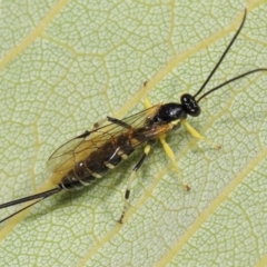 Sericopimpla sp. (genus) (Case Moth Larvae Parasite Wasp) at ANBG - 27 Apr 2024 by TimL