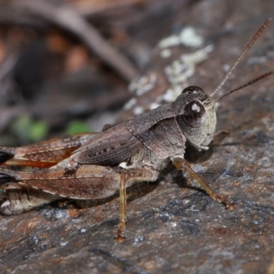 Phaulacridium vittatum (Wingless Grasshopper) at Namadgi National Park - 28 Apr 2024 by TimL