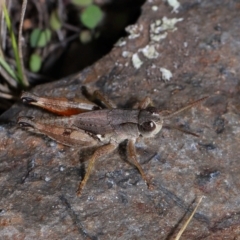 Phaulacridium vittatum at Namadgi National Park - 28 Apr 2024