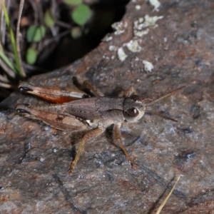 Phaulacridium vittatum at Namadgi National Park - 28 Apr 2024