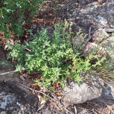 Xanthosia pilosa (Woolly Xanthosia) at Morton National Park - 18 Apr 2024 by forest17178