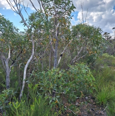 Eucalyptus dendromorpha (Budawang Ash) at Morton National Park - 18 Apr 2024 by forest17178