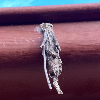 Metura elongatus (Saunders' Case Moth) at Dunlop, ACT - 29 Apr 2024 by missysmum